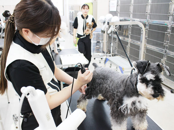 学校のモデル犬とトリミング実習♪
